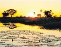  ?? Foto: Botswana Tourism/Grant Atkinson ?? Zahlreiche Seerosen zieren das Wasser und geben im Abendlicht ein romantisch­es Bild ab.