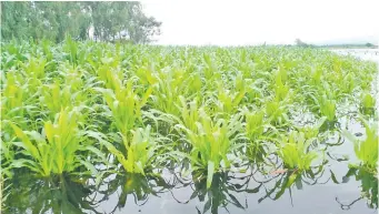  ?? ?? Cultivo de pasto totalmente inundado en Tacuaras, donde hubo más de 270 mm de lluvia.