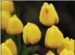  ?? TED S. WARREN — THE ASSOCIATED PRESS FILE ?? Tulips planted in a field near Mount Vernon, Wash. glisten with rain drops. The area is host to the Skagit Valley Tulip Festival.