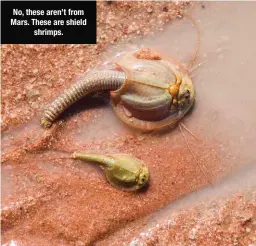  ??  ?? No, these aren’t from Mars. These are shield shrimps.