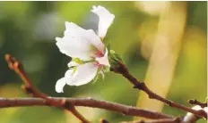  ?? Reuters ?? A cherry blossom blooms in the autumn season along Meguro River in Tokyo, Japan.