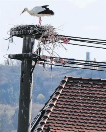  ?? FOTO: FRANK CZILWA ?? Auch das Nest beim Rathaus ist wieder besetzt.