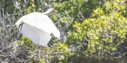  ??  ?? The white ibis is not endangered like its cousin, the giant ibis, which is found in northern Cambodia and draws thousands of ecotourist­s to the region every year.