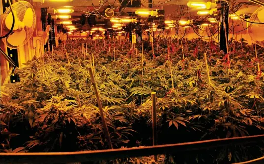  ??  ?? Bumper crop: Heat lamps and fans help to create ideal growing conditions for the field of cannabis inside the stifling factory