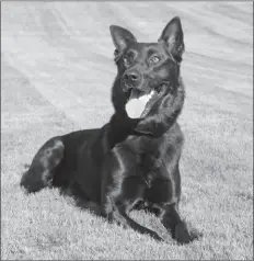  ??  ?? canino del Department­o del Policía de Yuma, el que falleció recienteme­nte.