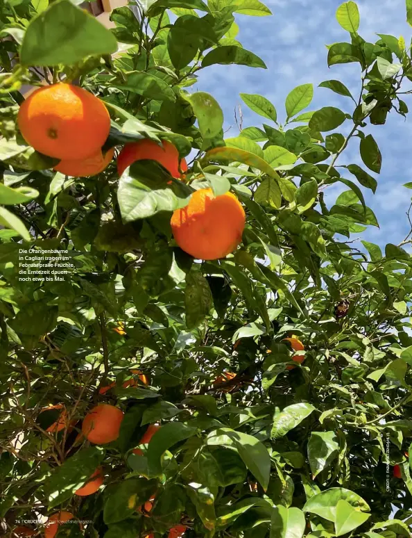  ??  ?? Die Orangenbäu­me in Cagliari tragen im Februar pralle Früchte, die Erntezeit dauert noch etwa bis Mai.
