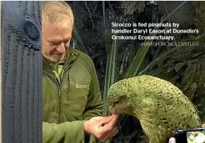  ?? HAMISH MCNEILLY/STUFF ?? Sirocco is fed pinenuts by handler Daryl Eason at Dunedin’s Orokonui Ecosanctua­ry.