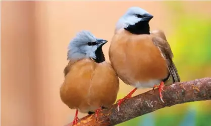  ?? ?? Adani has obligation­s regarding the protection of the black-throated finch which researcher­s say are not being met. Photograph: Markus Mayer/Alamy