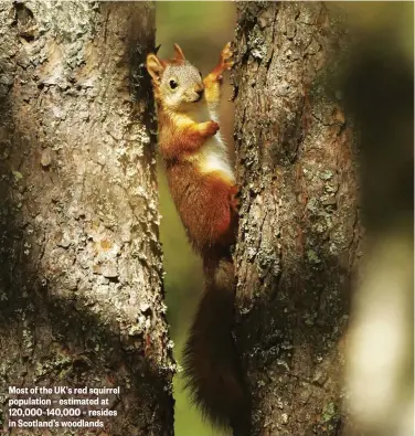  ??  ?? Most of the UK’s red squirrel population – estimated at 120,000–140,000 – resides in Scotland’s woodlands