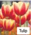  ??  ?? Tulip