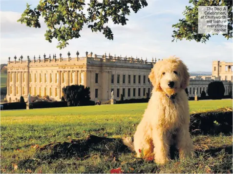  ??  ?? The Dog:a Celebratio­n, at Chatsworth will feature everything canine