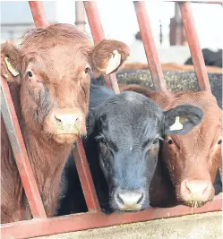  ??  ?? Electronic tags for cattle are expected to look similar to those currently used, but with the addition of an electronic chip. Picture: Jim Irvine.