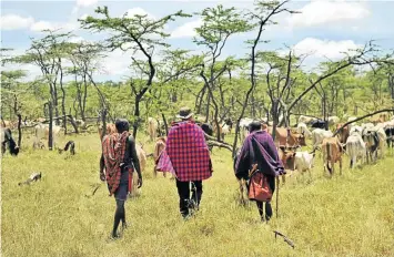  ??  ?? WALK THIS WAY: Crone joins herdsmen as they drive cattle to grazing grounds in Naboisho