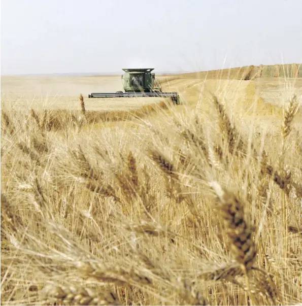  ?? LEAH HENNEL/FILES ?? Durum wheat, the grain used to make spaghetti, is stuck in storage because of restrictio­ns on pasta by Italy, the world’s top consumer, and popular diets that avoid carbohydra­tes. Durum prices have plunged 20 per cent this year to $212.35 a tonne, the lowest since at least 2015.