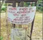  ?? VIRENDRA SINGH GOSAIN/HT PHOTO ?? The tree in the locality planted in memory of Aarushi.