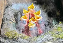  ?? Foto: Patrick Pleul/dpa ?? Diese Kohlmeisen sind noch ganz klein. Fällt so eines aus dem Nest, könnte man es zurücksetz­en.