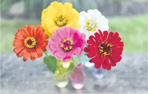  ?? PHOTOS BY THERESA FORTE/SPECIAL TO POSTMEDIA NEWS ?? Sampling of Florist zinnias, still blooming in the south facing border: Crayola-crayon shades of orange, pink, red, yellow and white, arranged in single miniature vases. The one-metre-tall stems were stripped of leaves and cut short to fit the tiny...