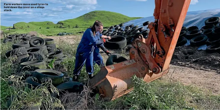  ??  ?? Farm workers move used tyres to hold down the cover on a silage stack.