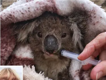  ??  ?? Survivor: A koala wrapped in a blanket is given fluids by syringe