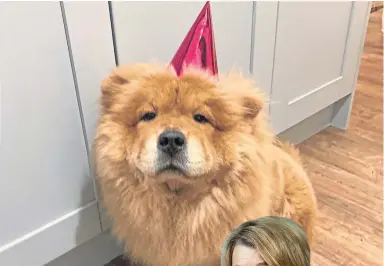  ??  ?? Chow Chow Delilah rocking her birthday hat.