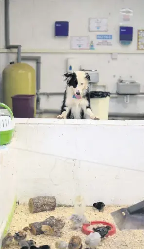  ??  ?? Watching brief
Lassie the Collie keeps an eye on the hatchery