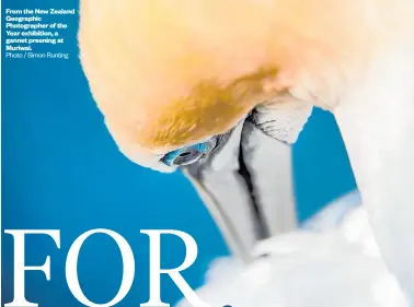  ?? Photo / Simon Runting ?? From the New Zealand Geographic Photograph­er of the Year exhibition, a gannet preening at Muriwai.