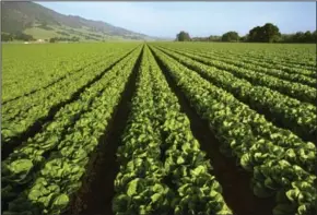  ?? ED YOUNG/DPA/ZUMA PRESS/TRIBUNE NEWS SERVICE ?? Romaine lettuce grows with the Santa Lucia Mountains in the background in Salinas Valley in 2014.