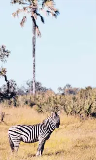  ?? Foto: Manuel Meyer ?? Zebras gehören im Okavango-Delta zum Wildlife-Standard.