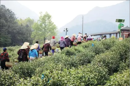  ?? ZHU LIXIN / CHINA DAILY ?? Above: Pickers arrive at a farm to harvest tea leaves on April 12, 2020, in Jingxian county, Anhui province.
