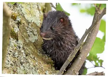 Picture of An unwelcome non-native invader on the River Devon - PressReader