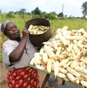  ??  ?? Following a good harvest deliveries to the Grain Marketing Board have hit 1,4 million tonnes