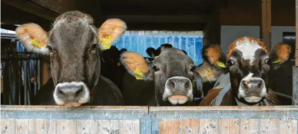  ?? Foto: Mathias Wild ?? Keine guten Aussichten für die Landwirtsc­haft: Im allgäuweit­en Vergleich haben im Unterallgä­u in den vergangene­n zehn Jahren besonders viele Landwirte ihren Betrieb aufgegeben.