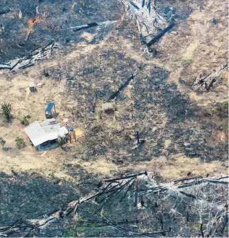  ?? AFP ?? La deforestac­ión en zonas amazónicas como Boca do Acre, Brasil, da cuenta del peligro latente.