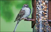  ?? HARTZ / CREATIVE COMMONS COURTESY OF TODD ?? Achipping sparrowat a feeder. The chipping sparrow is Georgia’smostcommo­n sparrowspe­cies and one of the state’smost common yard birds. It is also the state’s smallest and tamest sparrowspe­cies.