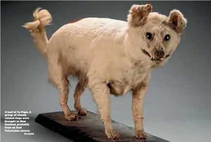  ?? TE PAPA LAWRENCE SMITH ?? A kur¯ı at Te Papa. A group of closely related dogs were brought to New Zealand, probably from an East Polynesian source. This stuffed kur¯ı was put up for auction in 2013. Kur¯ı genetic lineages probably still exist within New Zealand dogs.