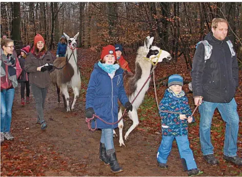  ?? FOTO: MONIKA JUNGFLEISC­H ?? Mit Lamas an der Leine trotzen kleine und großer Wanderer dem Regenwette­r im Lampennest­er Wald in Riegelsber­g.