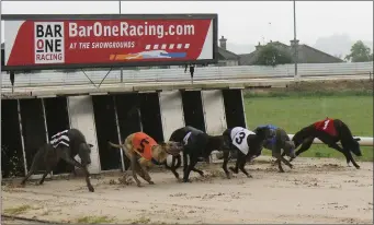  ??  ?? Dogs leaving the traps to get racing up and running again following the Covid-19 lockdown at Enniscorth­y greyhound track on Thursday night.