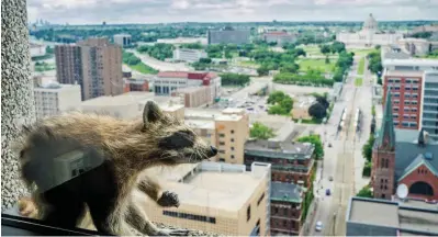  ??  ?? Raccoon with a view: The animal sits on a window ledge outside the 25-storey building