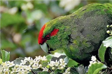  ?? SUPPLIED/BERNARD SPRAGG ?? Kakariki are set to return to the Bay of Islands in June.