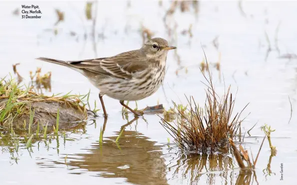  ??  ?? Water Pipit, Cley, Norfolk, 31 December