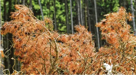  ?? Foto: Bernhard Weizenegge­r ?? Die Trockenhei­t macht auch vor dem Wald nicht halt. Dürre Äste, Zapfen und Nadeln sind ein gefährlich­er Brandherd. Die Waldbrandg­efahr in der Region wird aktuell mit Stu fe vier (hoch) von fünf angegeben. Und in den kommenden Tagen wird es wohl keine...