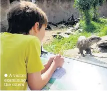  ?? A visitor examining the otters ??