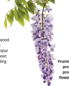  ??  ?? Pruning wisteria promotes the production of flowering spurs