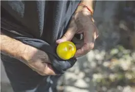  ?? Photograph­s by Jason Armond Los Angeles Times ?? JOSE Ramirez takes a stroll through his backyard orchard, top, and cleans a freshly picked Flavor Queen pluot, above. He has crowded more than 250 fruit trees along winding paths in his yard.