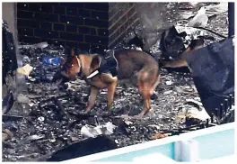  ??  ?? Into the wreckage: A search dog walks through the building