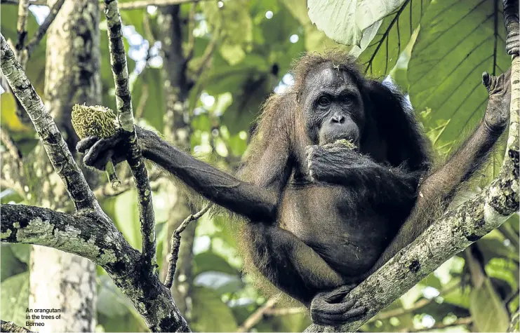  ??  ?? An orangutan in the trees of Borneo