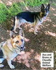  ?? ?? Ava and Bruno at Cheadle Animal Welfare.