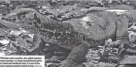  ?? GREGG Yan ?? The Asian water monitor, also called common water monitor, is a large varanid lizard native to South and Southeast Asia. It is one of the most common monitor lizards in Asia.