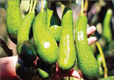  ?? MAGAZINE/VIET NAM NEWS CONG THUONG INDUSTRY AND TRADE ?? Vietnam is in the process of getting an export licence for avocados to the US.