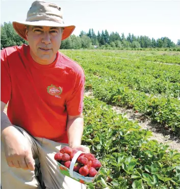  ?? PHOTO SOPHIE CÔTÉ ?? Denis Lavoie, du Domaine De Lavoye, sur l’île d’orléans, estime que la fin de semaine prochaine pourrait être la dernière pour l’autocueill­ette.